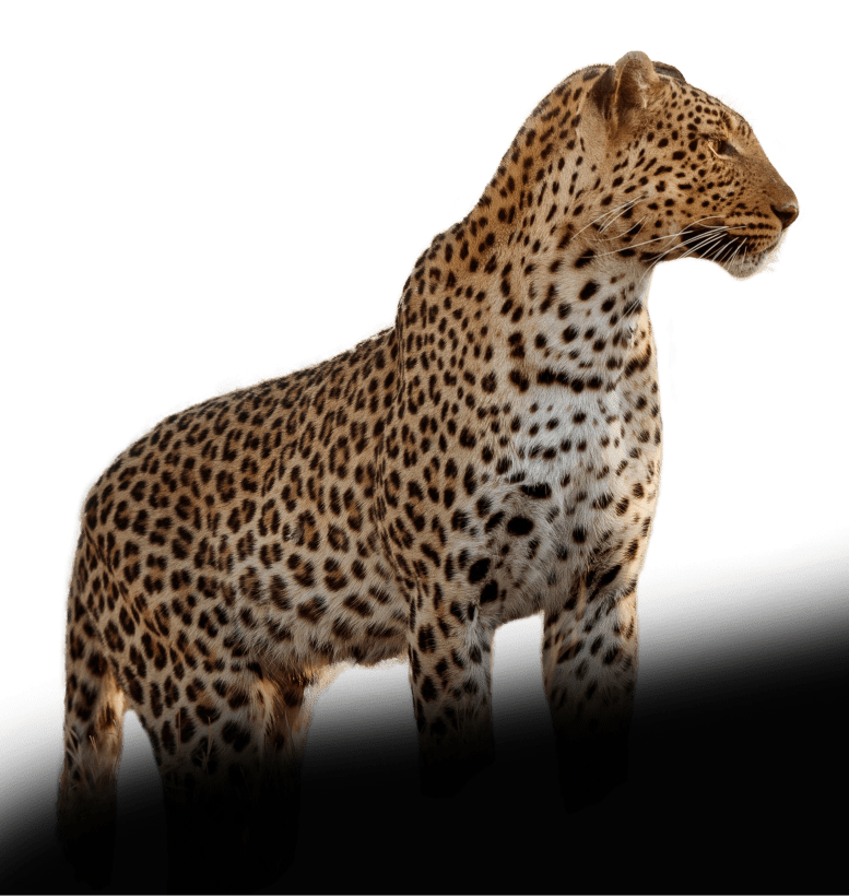 Cheeta Cheeta
