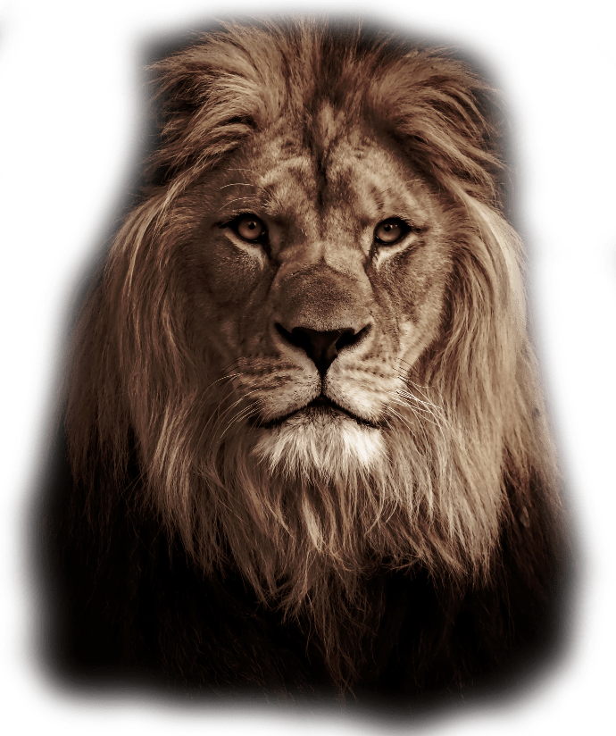 Lion Lion